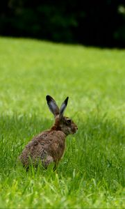 Preview wallpaper rabbit, animal, grass, field