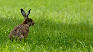 Preview wallpaper rabbit, animal, grass, field