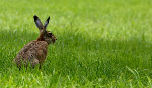 Preview wallpaper rabbit, animal, grass, field