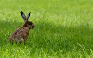 Preview wallpaper rabbit, animal, grass, field