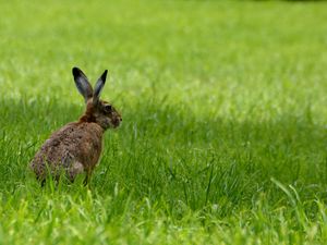 Preview wallpaper rabbit, animal, grass, field