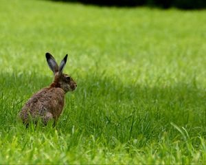 Preview wallpaper rabbit, animal, grass, field