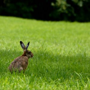 Preview wallpaper rabbit, animal, grass, field