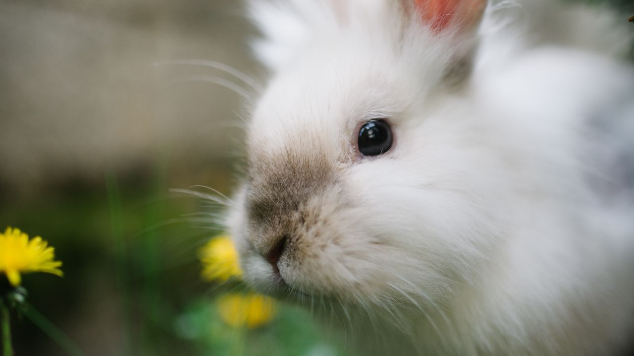 Wallpaper rabbit, animal, grasses, fluffy, cute