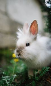 Preview wallpaper rabbit, animal, grasses, fluffy, cute