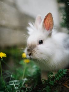 Preview wallpaper rabbit, animal, grasses, fluffy, cute