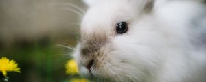 Preview wallpaper rabbit, animal, grasses, fluffy, cute