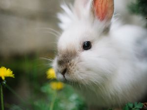 Preview wallpaper rabbit, animal, grasses, fluffy, cute