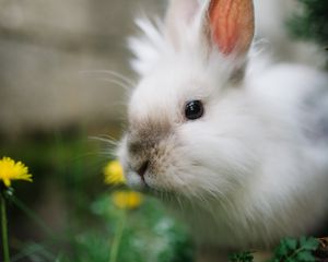 Preview wallpaper rabbit, animal, grasses, fluffy, cute