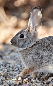 Preview wallpaper rabbit, animal, gray, wild