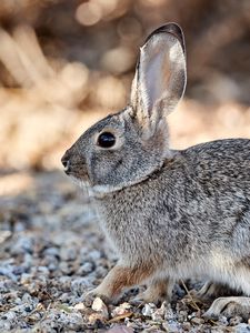 Preview wallpaper rabbit, animal, gray, wild