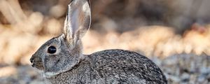 Preview wallpaper rabbit, animal, gray, wild