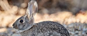 Preview wallpaper rabbit, animal, gray, wild