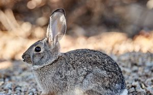 Preview wallpaper rabbit, animal, gray, wild