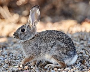 Preview wallpaper rabbit, animal, gray, wild