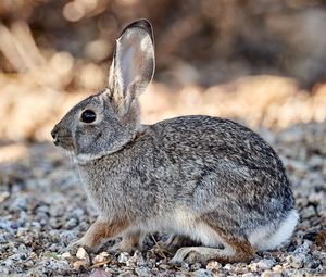 Preview wallpaper rabbit, animal, gray, wild