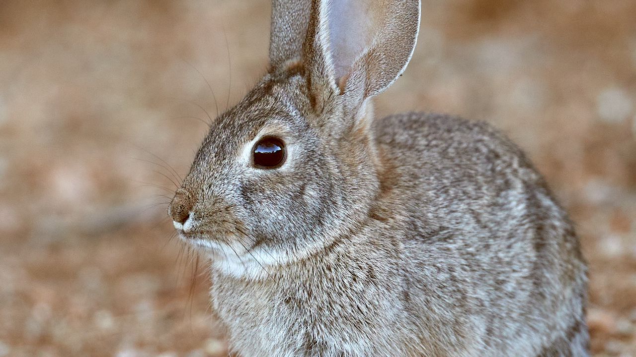Wallpaper rabbit, animal, gray, wild, cute