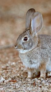 Preview wallpaper rabbit, animal, gray, wild, cute