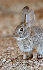 Preview wallpaper rabbit, animal, gray, wild, cute