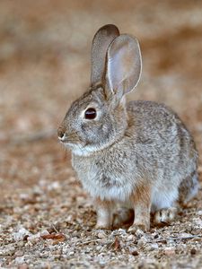Preview wallpaper rabbit, animal, gray, wild, cute