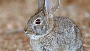 Preview wallpaper rabbit, animal, gray, wild, cute