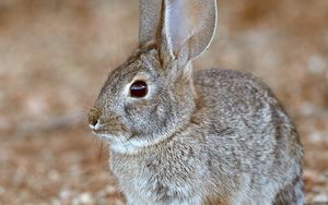 Preview wallpaper rabbit, animal, gray, wild, cute