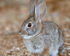 Preview wallpaper rabbit, animal, gray, wild, cute