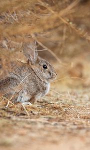 Preview wallpaper rabbit, animal, gray