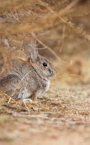 Preview wallpaper rabbit, animal, gray