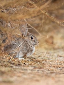 Preview wallpaper rabbit, animal, gray
