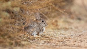 Preview wallpaper rabbit, animal, gray