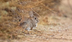 Preview wallpaper rabbit, animal, gray