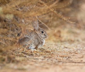 Preview wallpaper rabbit, animal, gray