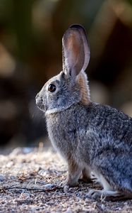 Preview wallpaper rabbit, animal, gray, cute