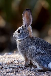 Preview wallpaper rabbit, animal, gray, cute