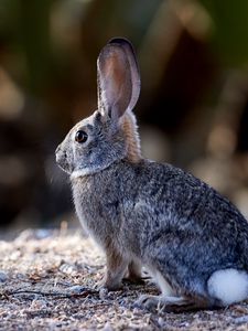 Preview wallpaper rabbit, animal, gray, cute