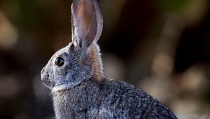 Preview wallpaper rabbit, animal, gray, cute