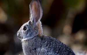 Preview wallpaper rabbit, animal, gray, cute