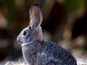 Preview wallpaper rabbit, animal, gray, cute