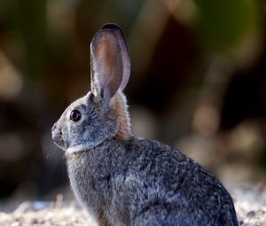 Preview wallpaper rabbit, animal, gray, cute