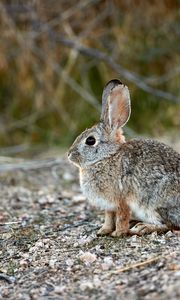 Preview wallpaper rabbit, animal, gray, cute, wildlife