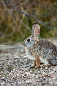 Preview wallpaper rabbit, animal, gray, cute, wildlife