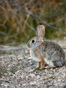 Preview wallpaper rabbit, animal, gray, cute, wildlife