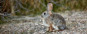 Preview wallpaper rabbit, animal, gray, cute, wildlife