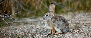Preview wallpaper rabbit, animal, gray, cute, wildlife