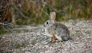 Preview wallpaper rabbit, animal, gray, cute, wildlife