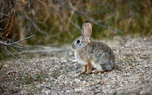 Preview wallpaper rabbit, animal, gray, cute, wildlife