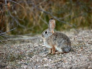 Preview wallpaper rabbit, animal, gray, cute, wildlife