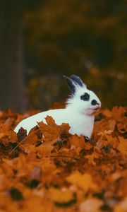 Preview wallpaper rabbit, animal, leaves, autumn