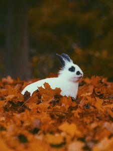 Preview wallpaper rabbit, animal, leaves, autumn